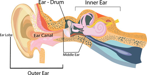 Medical diagram of an ear